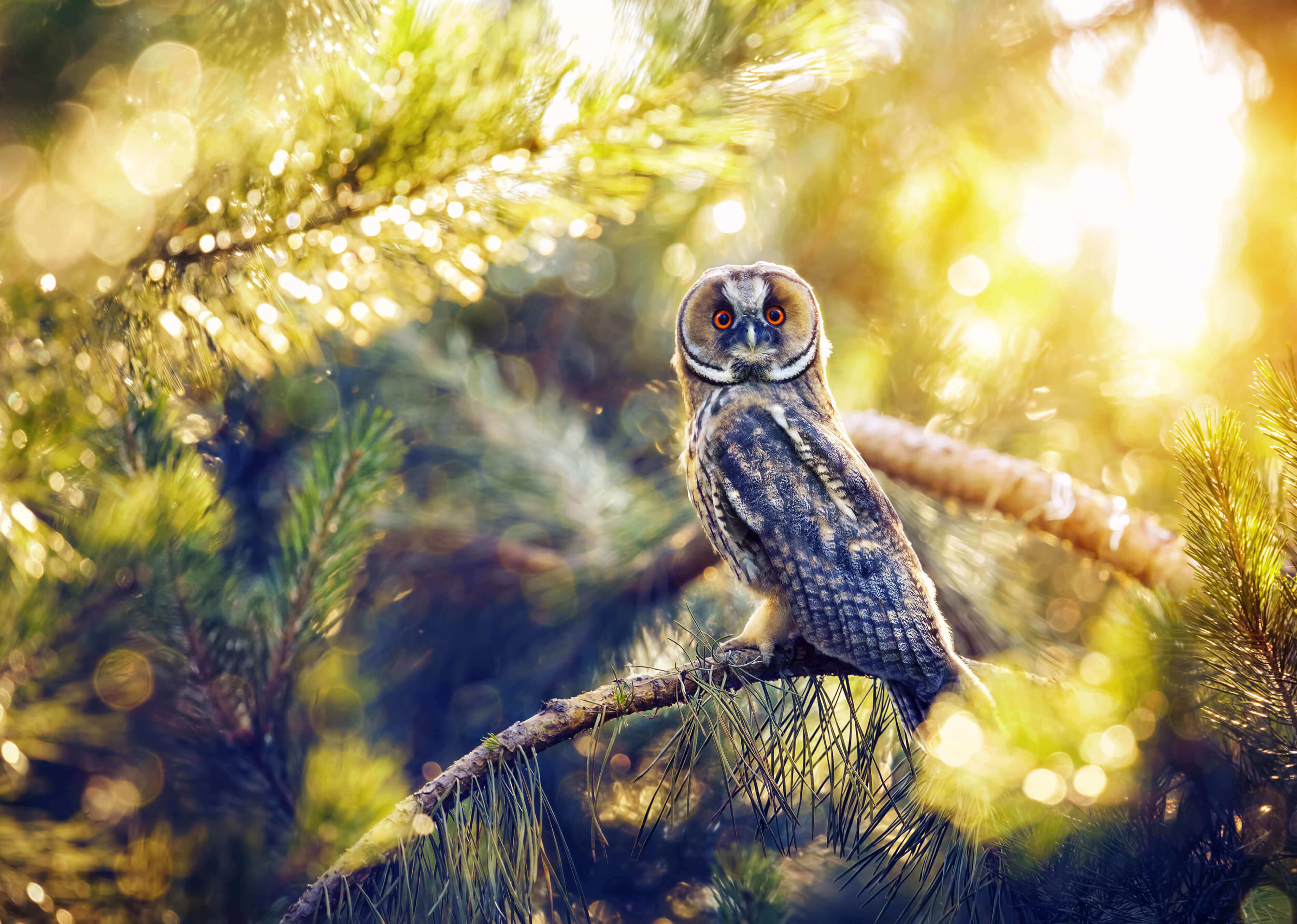 Bird Watching